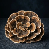 Turkey Tail